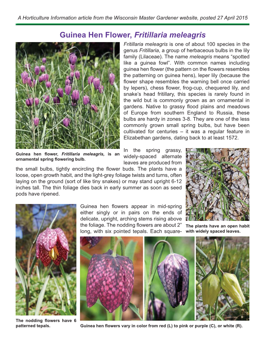 Guinea Hen Flower, Fritillaria Meleagris