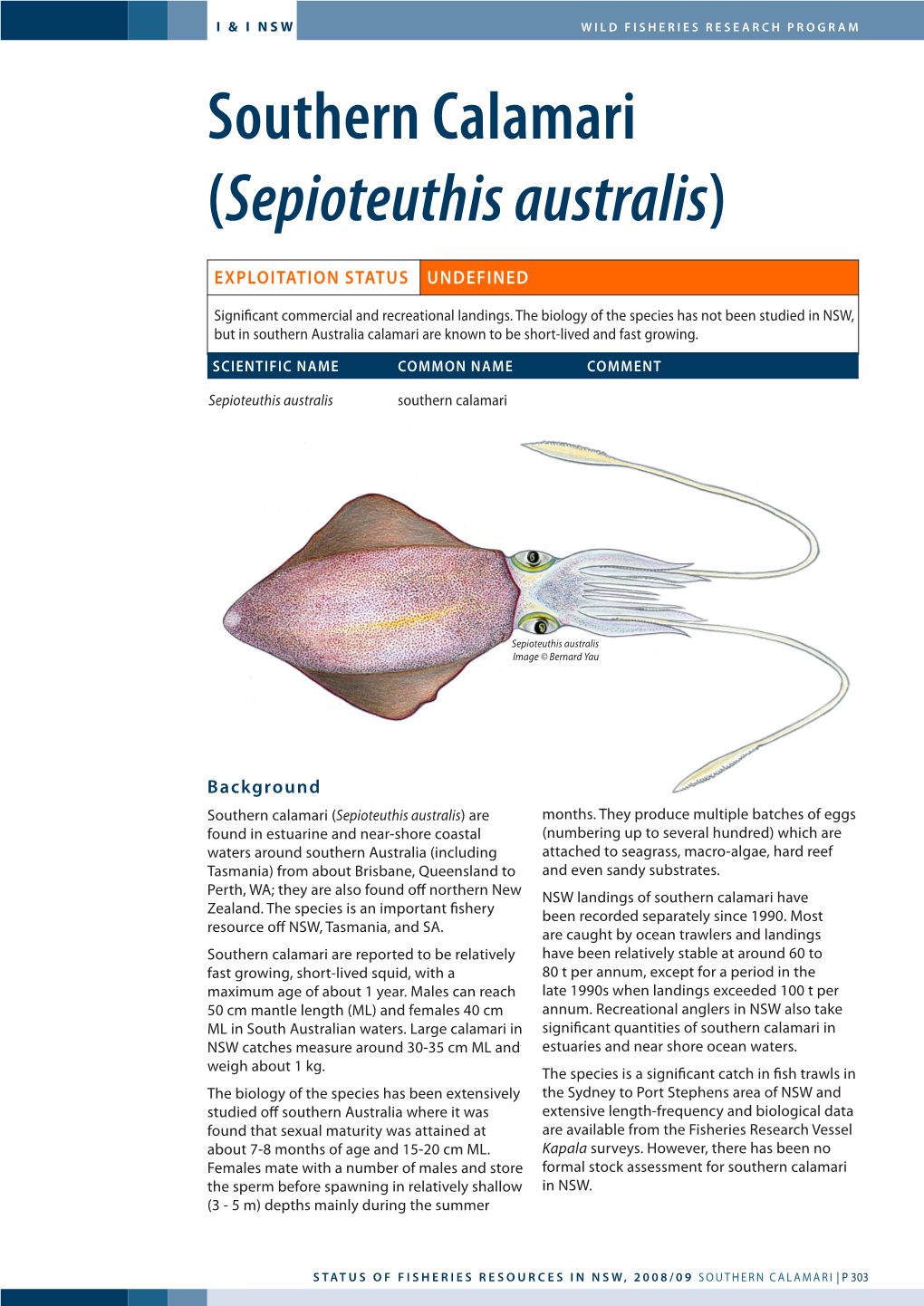 Southern Calamari (Sepioteuthis Australis)