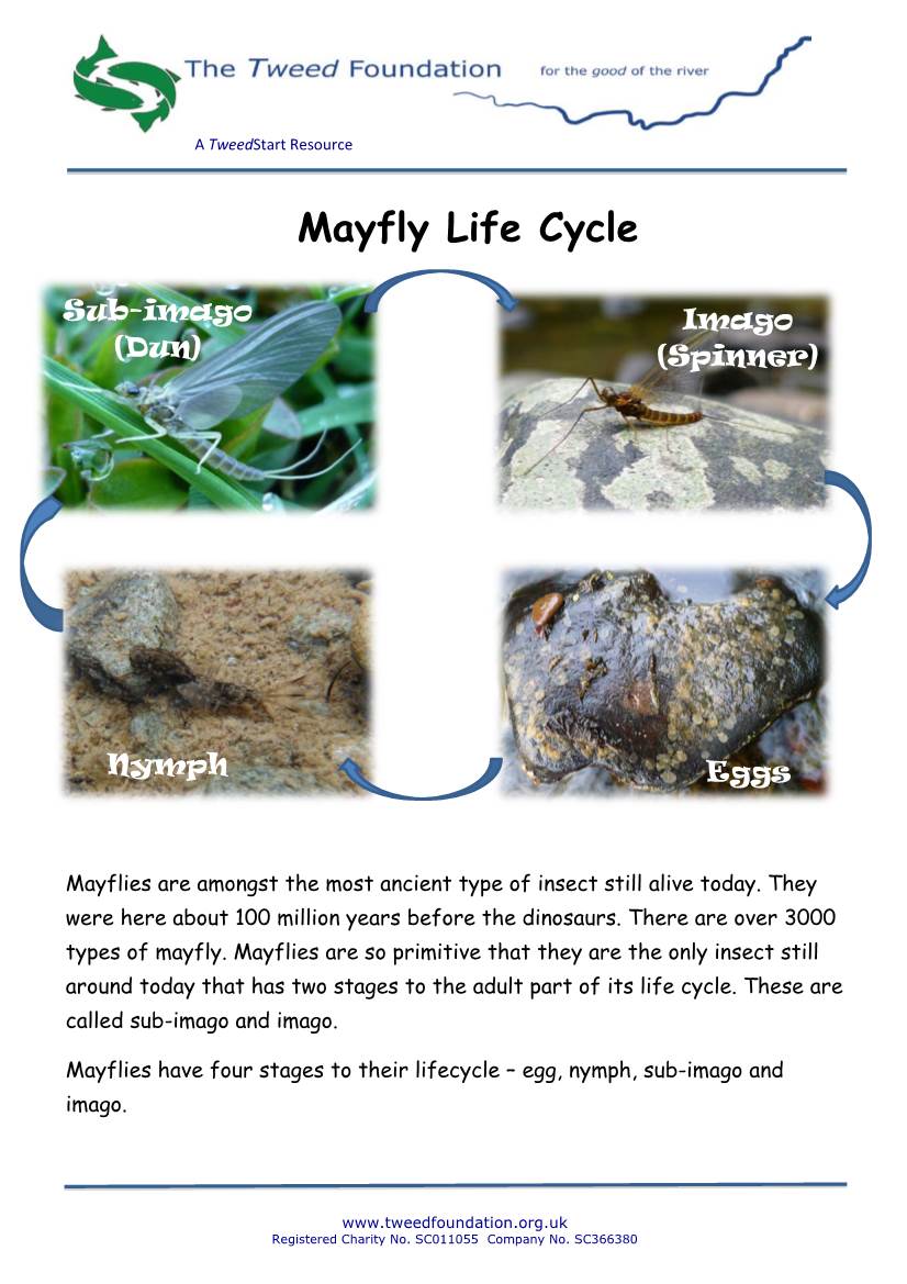 Mayfly Life Cycle