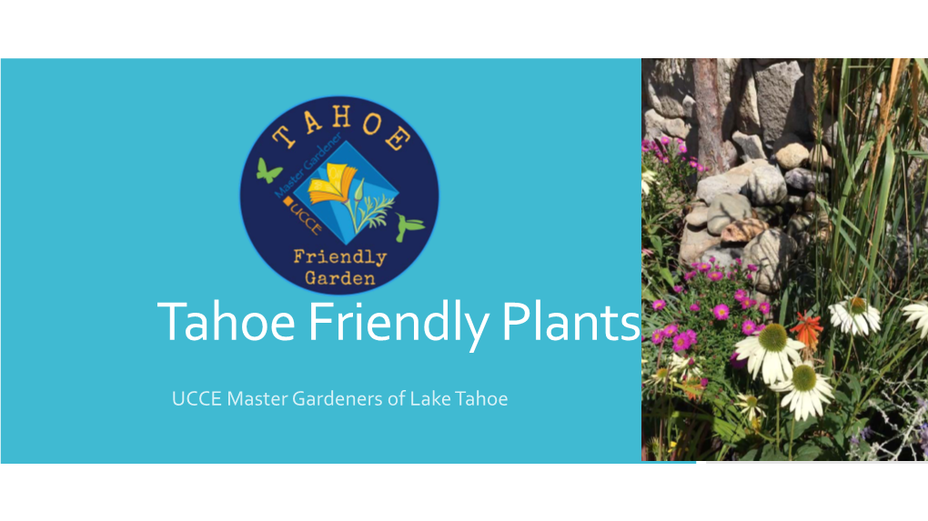 Tahoe Friendly Plants