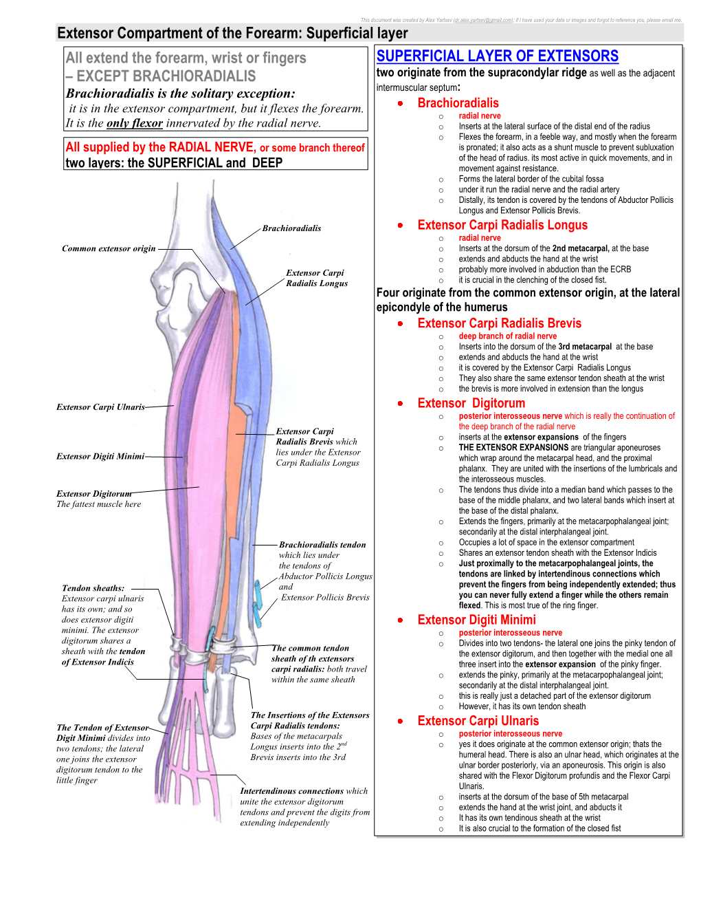 Extensor Compartment of the Forearm: Superficial Layer All Extend the ...