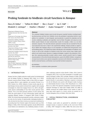 Probing Forebrain to Hindbrain Circuit Functions in Xenopus