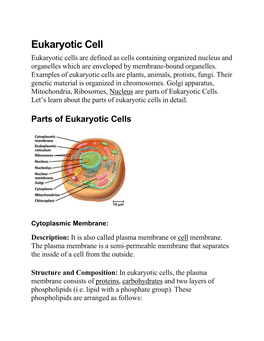Eukaryotic Cell Eukaryotic Cells Are Defined As Cells Containing Organized Nucleus and Organelles Which Are Enveloped by Membrane-Bound Organelles