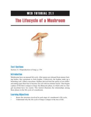 The Lifecycle of a Mushroom