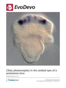 Ciliary Photoreceptors in the Cerebral Eyes of a Protostome Larva Passamaneck Et Al