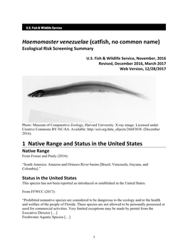 Haemomaster Venezuelae (Catfish, No Common Name) Ecological Risk Screening Summary