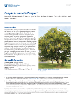 Pongamia Pinnata: Pongam1 Edward F