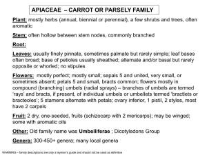Apiaceae (Carrot Family)