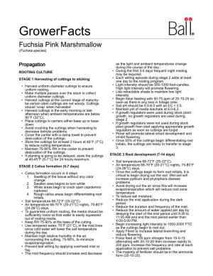 Growerfacts Fuchsia Pink Marshmallow (Fuchsia Species)