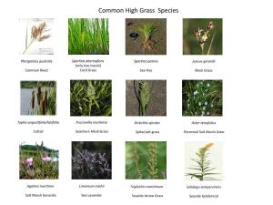 Common High Grass Species