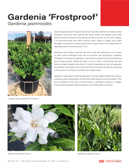 Gardenia 'Frostproof'