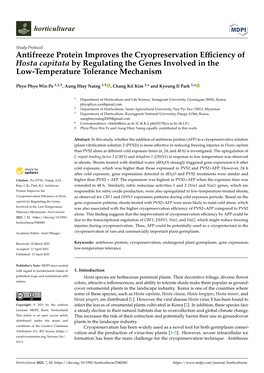 Antifreeze Protein Improves the Cryopreservation Efficiency of Hosta Capitata by Regulating the Genes Involved in the Low-Temper