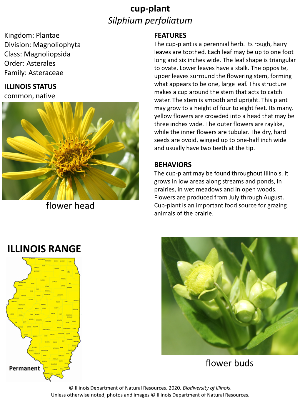 Cup-Plant Silphium Perfoliatum Kingdom: Plantae FEATURES Division: Magnoliophyta the Cup-Plant Is a Perennial Herb