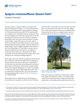 Syagrus Romanzoffiana: Queen Palm1 Timothy K