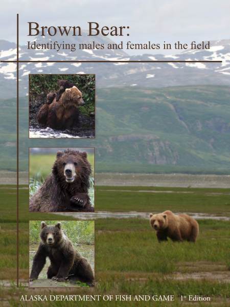 Brown Bear: Identifying Males and Females in the Field