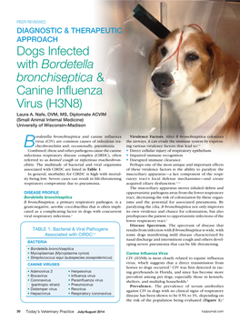 Dogs Infected with Bordetella Bronchiseptica & Canine Influenza