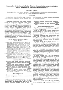 Systematics of the Acorn-Infesting Weevils Conotrachelus Naso, C