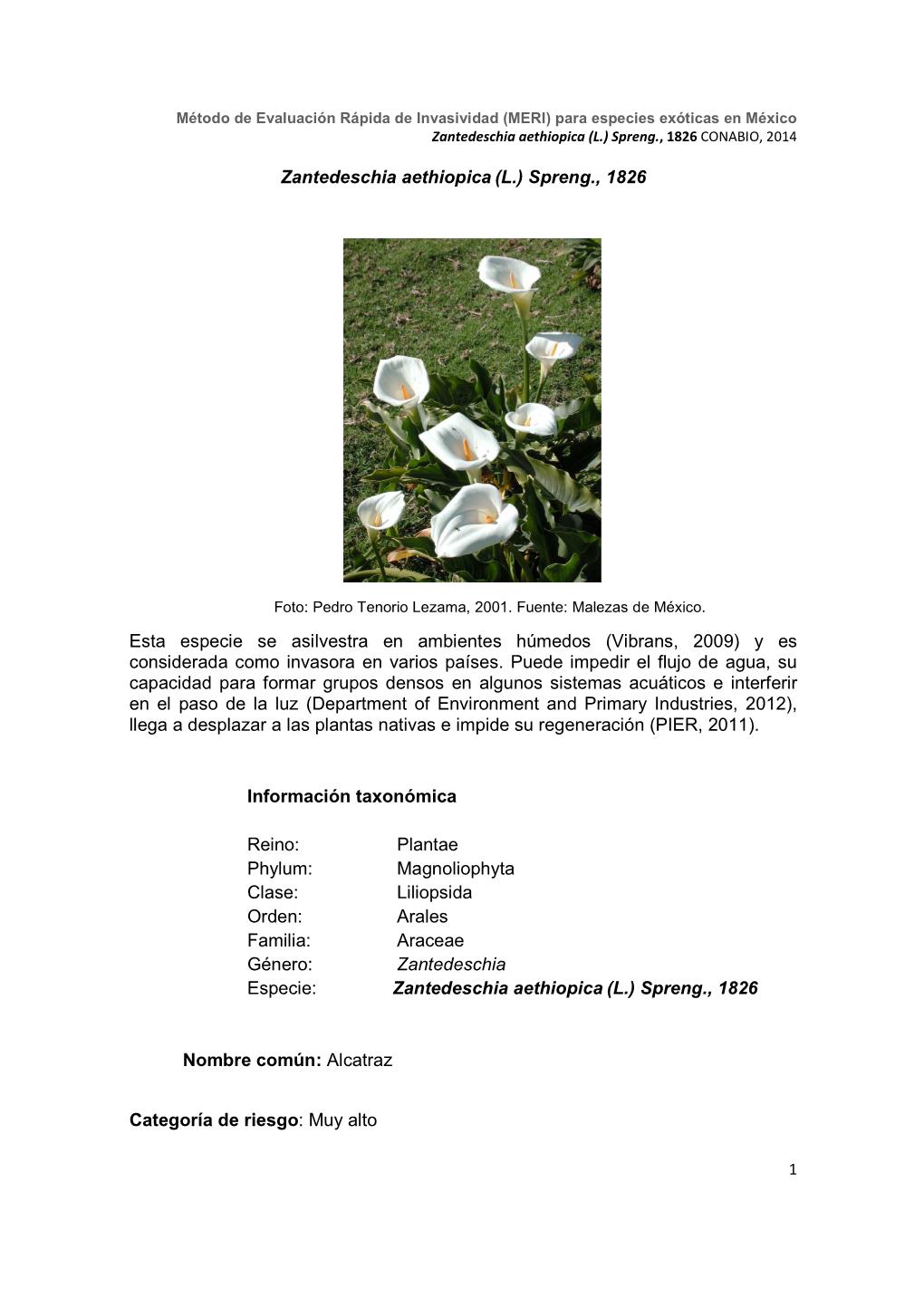 Zantedeschia Aethiopica (L.) Spreng., 1826