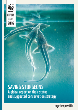 SAVING STURGEONS a Global Report on Their Status and Suggested Conservation Strategy the Report Is a Joint Effort of the WWF Network