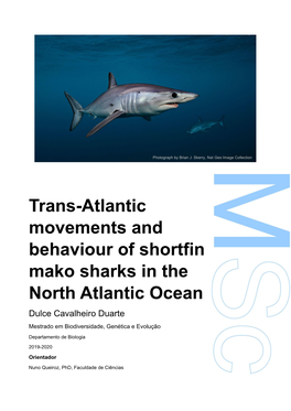 Trans-Atlantic Movements and Behaviour of Shortfin Mako Sharks in The