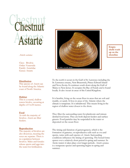 Chestnut Astarte