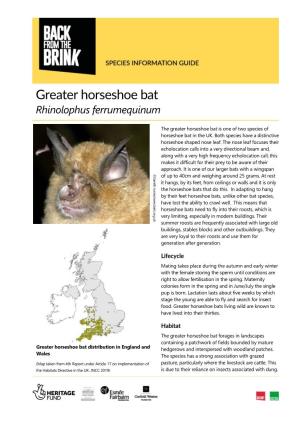 Greater Horseshoe Bat Rhinolophus Ferrumequinum