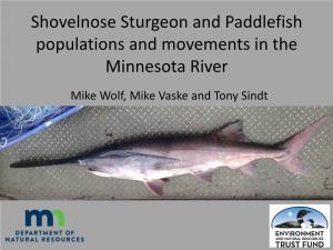 Shovelnose Sturgeon and Paddlefish Populations and Movements in the Minnesota River