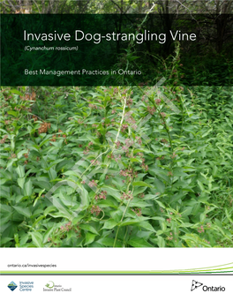 Invasive Dog-Strangling Vine (Cynanchum Rossicum)