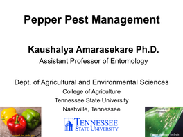 Pepper Pest Management