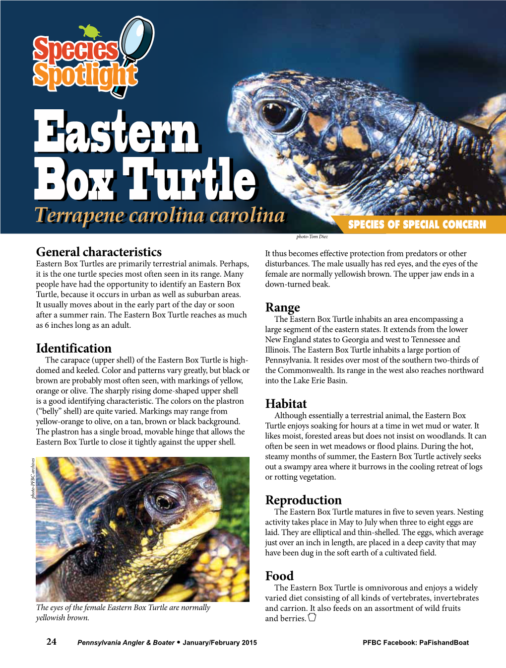 Eastern Box Turtles Are Primarily Terrestrial Animals