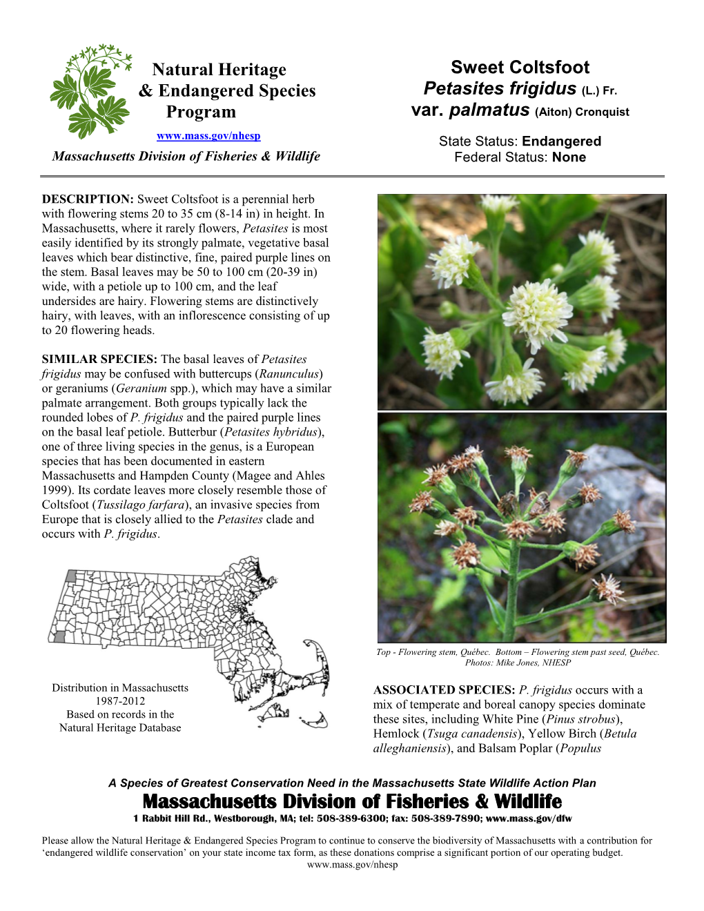 Sweet Coltsfoot Petasites Frigidus (L.) Fr. Var. Palmatus (Aiton)