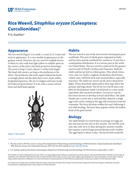 Rice Weevil,Sitophilus Oryzae