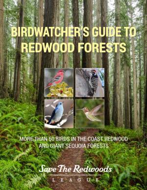 Birdwatcher's Guide to Redwood Forests