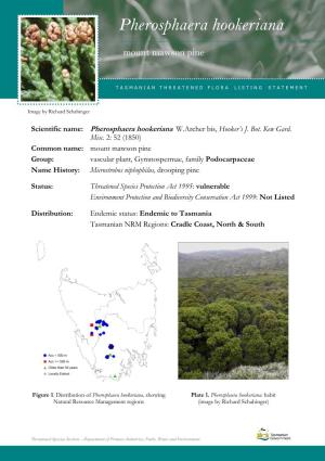 Pherosphaera Hookeriana Hookeriana (Mount Mawson Pine)