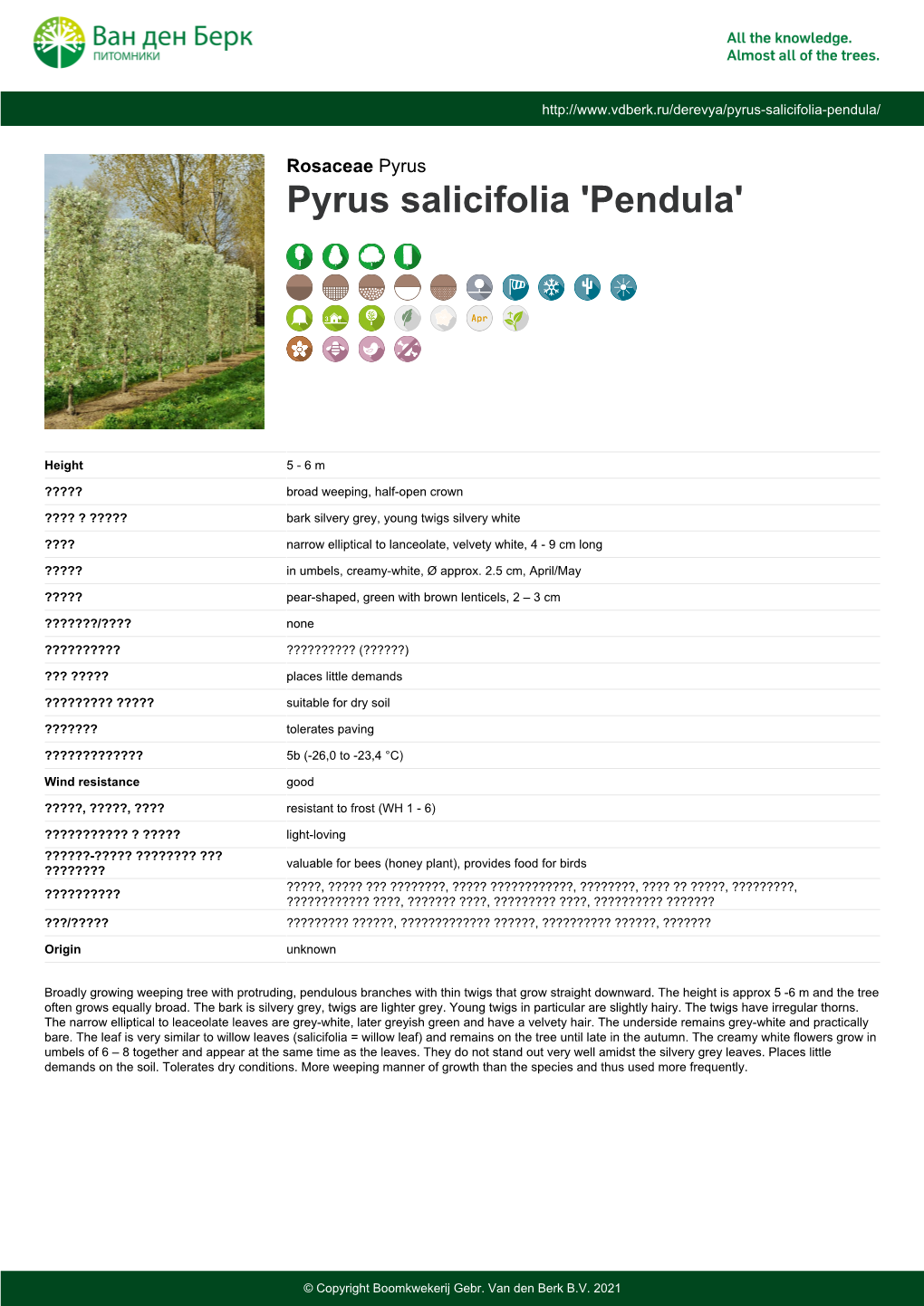 Pyrus Salicifolia 'Pendula'