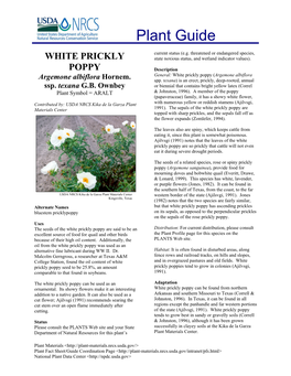 White Prickly Poppy (Argemone Albiflora Argemone Albiflora Hornem