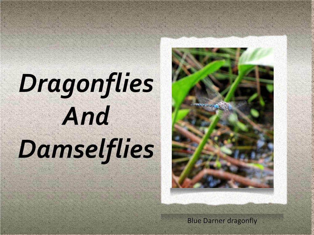 Dragonflies and Damselflies