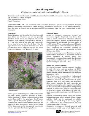 Spotted Knapweed Centaurea Stoebe Ssp. Micranthos (Gugler) Hayek
