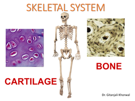 JOINTS Synonyms: Articulations, Junctions