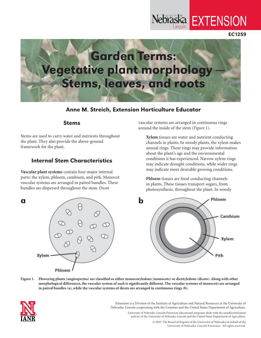 Garden Terms: Vegetative Plant Morphology-Stems, Leaves, and Roots