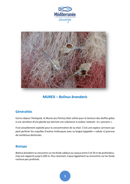 MUREX – Bolinus Brandaris