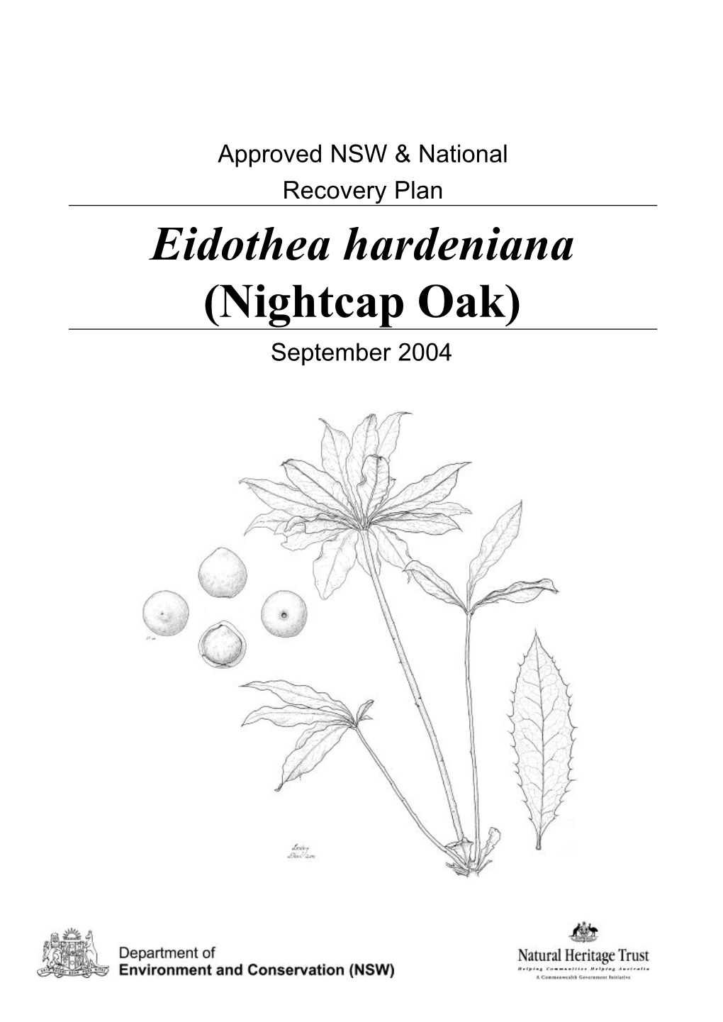 Eidothea Hardeniana (Nightcap Oak) September 2004 © Department of Environment and Conservation (NSW), July 2004