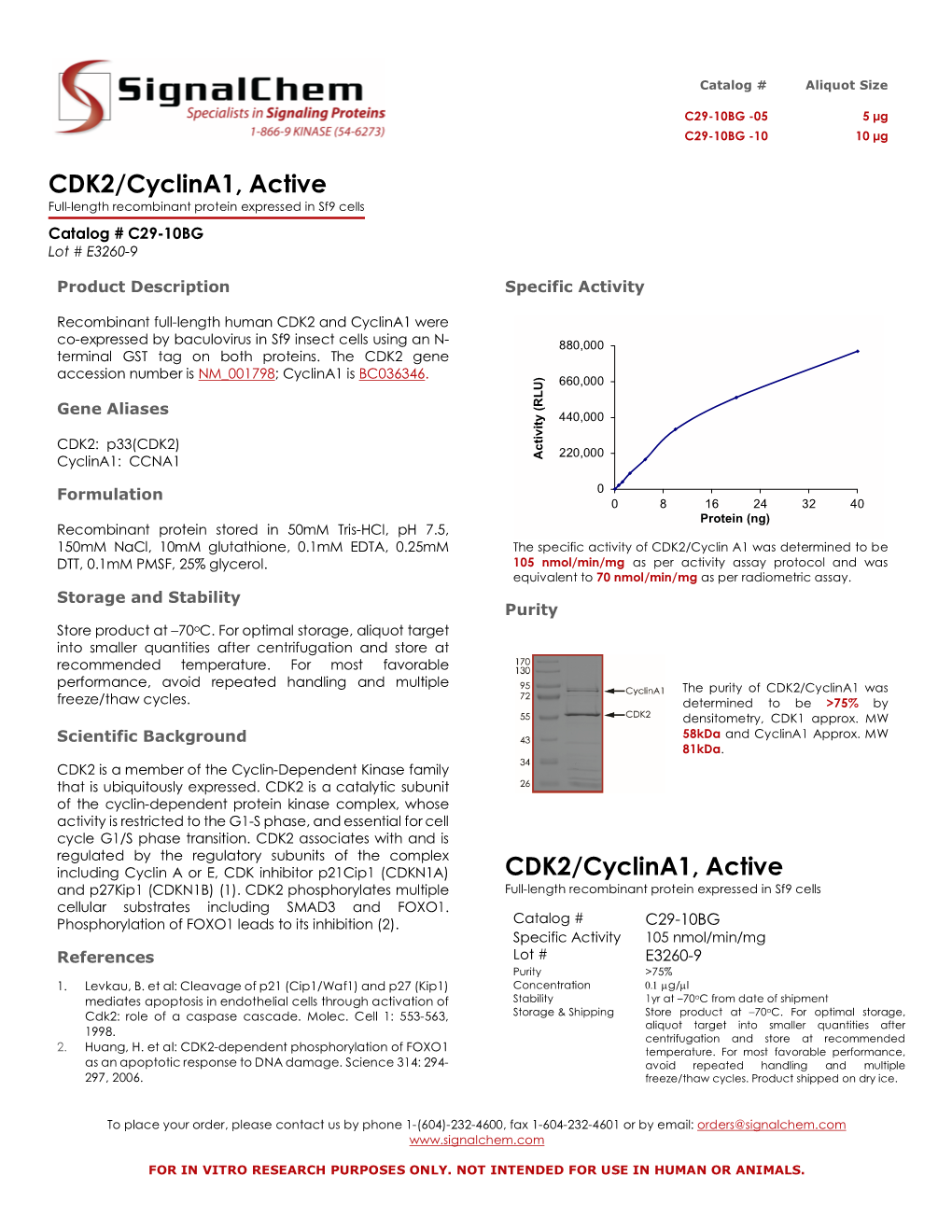 CDK2/Cyclina1, Active Full-Length Recombinant Protein Expressed in Sf9 Cells