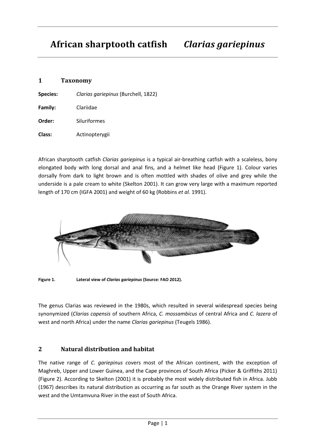 African Sharptooth Catfish Clarias Gariepinus