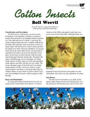 W024 Cotton Insects: Boll Weevil