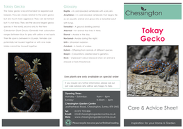 Tokay Gecko Glossary the Tokay Gecko Is Recommended for Experienced Reptile - a Cold-Blooded Vertebrate with Scaly Skin