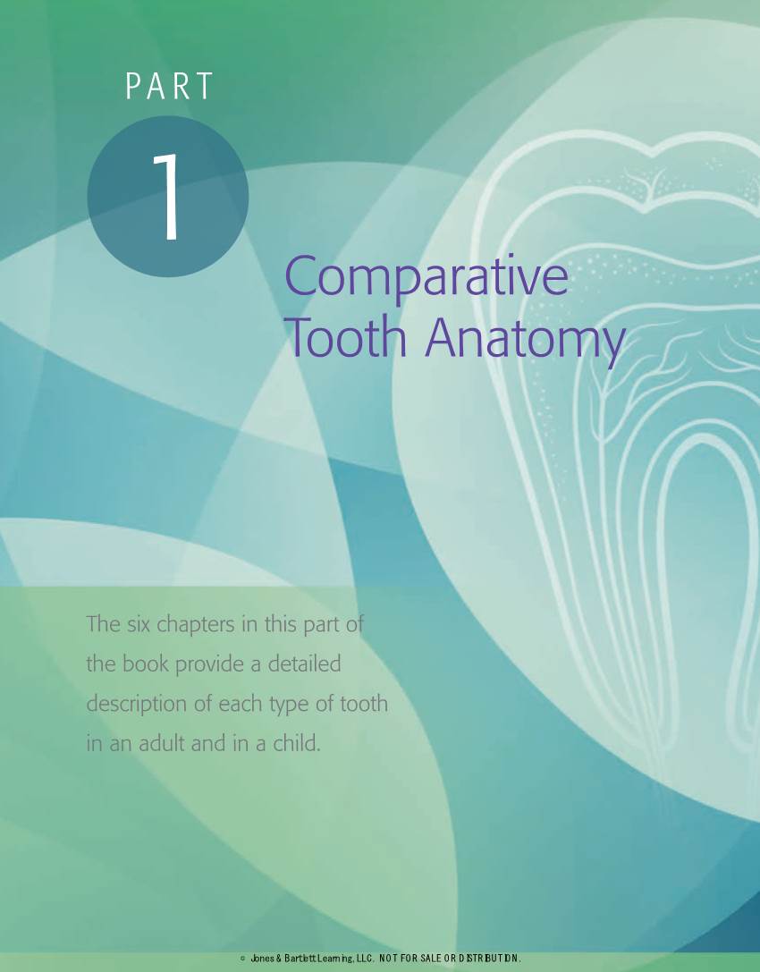 Comparative Tooth Anatomy