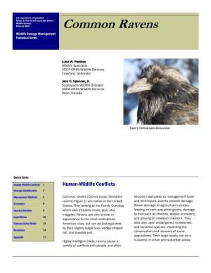 Common Ravens Wildlife Damage Management Technical Series