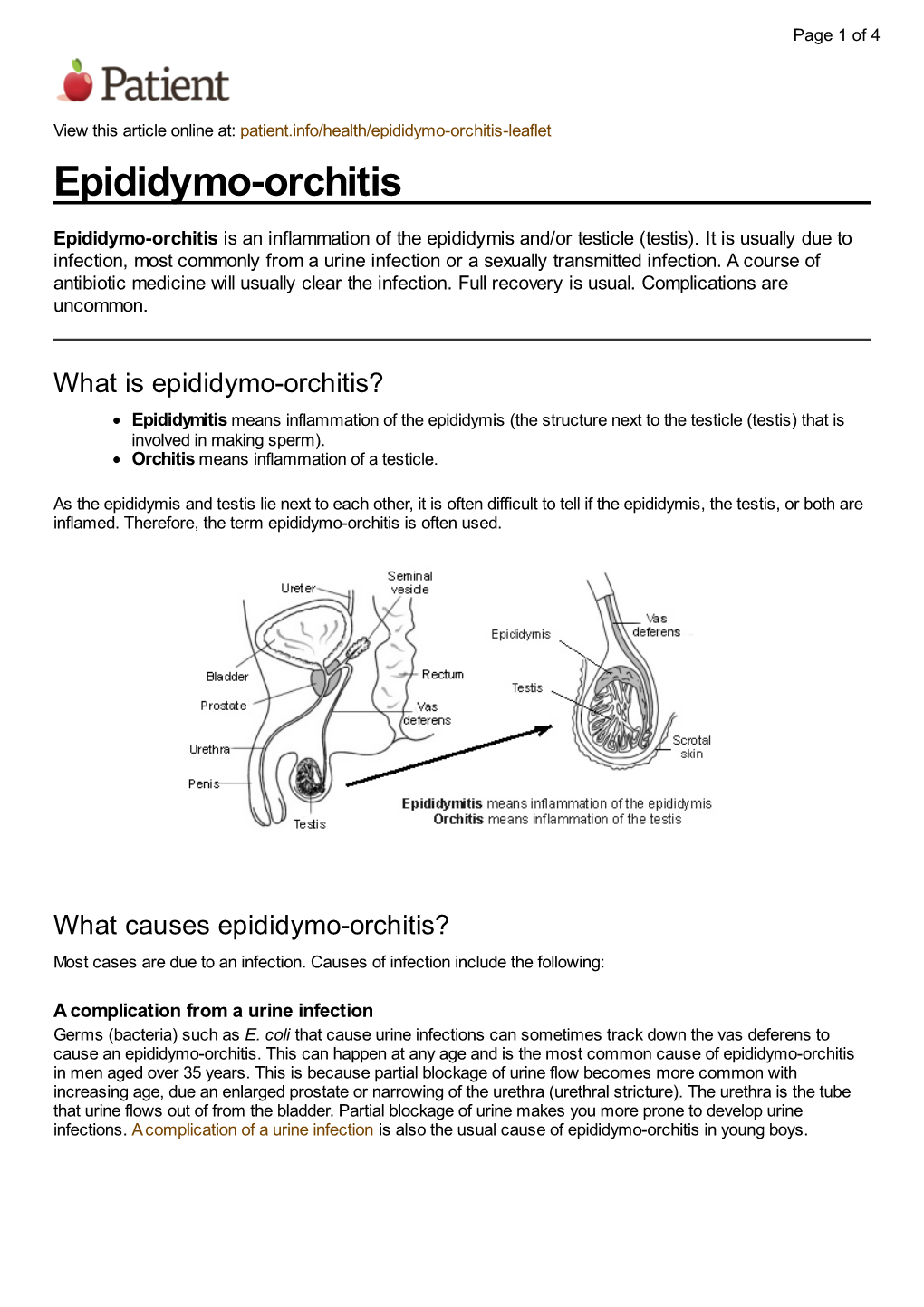 Epididymo Orchitis Leaflet Epididymo Orchitis Docslib