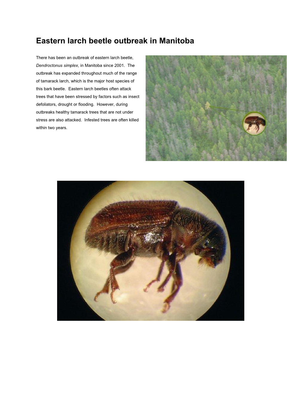 Eastern Larch Beetle Outbreak in Manitoba